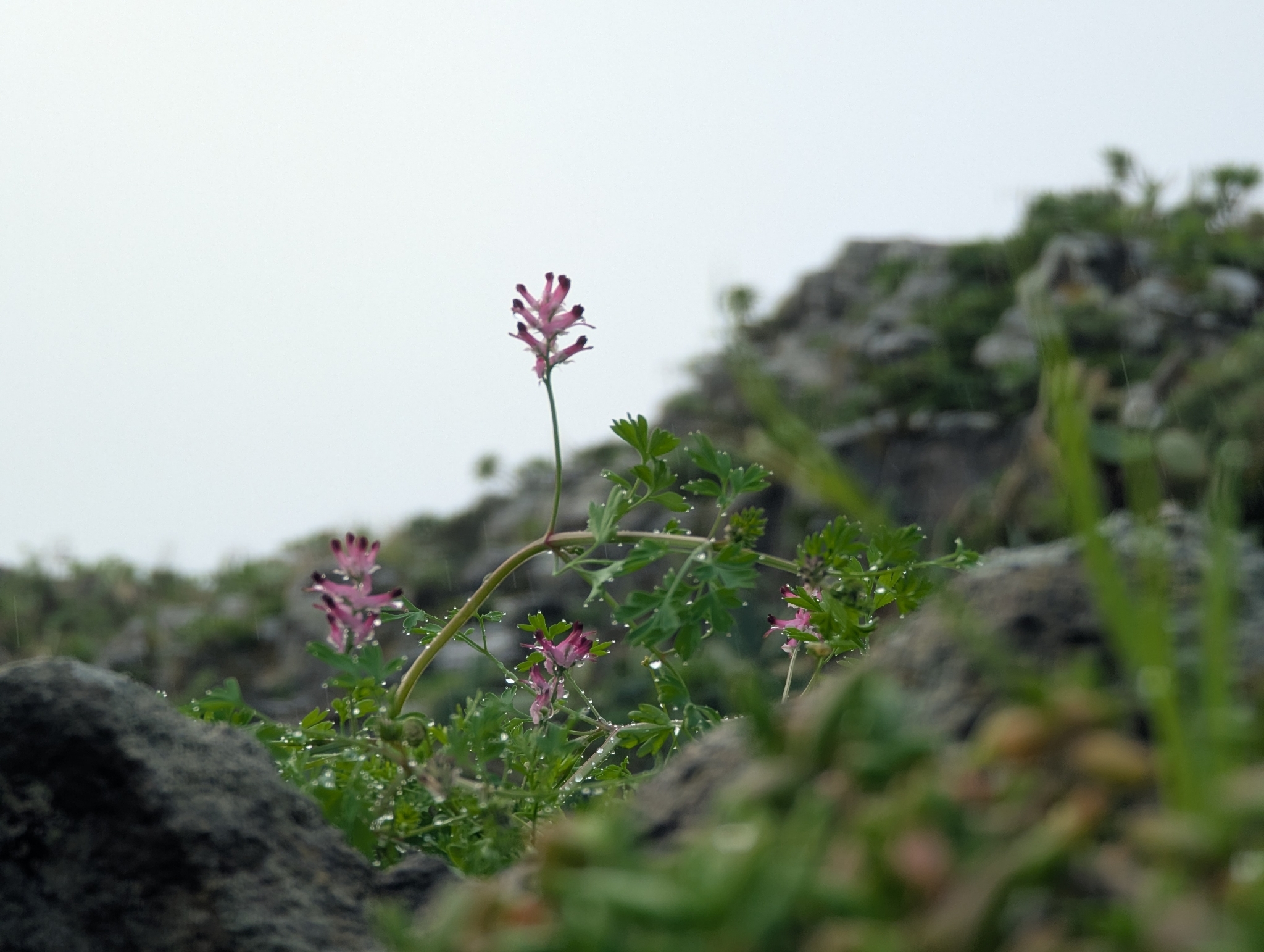 Fumaria muralis