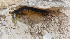 Scolopendra viridis maya