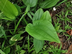 Echinodorus palifolius