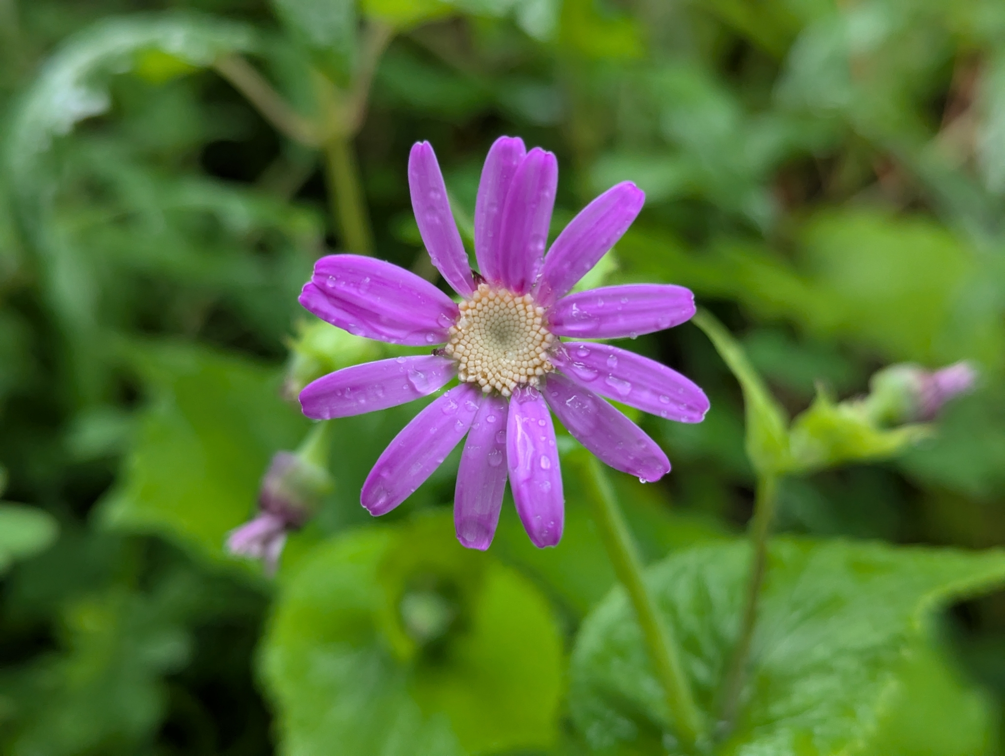 Pericallis tussilaginis