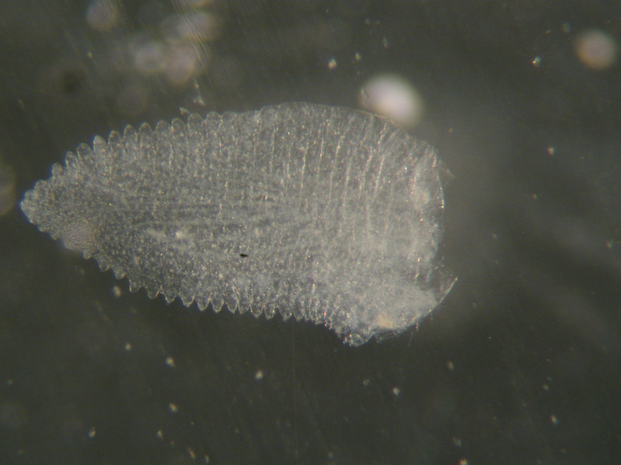 Eubranchipus vernalis (Verrill, 1869)