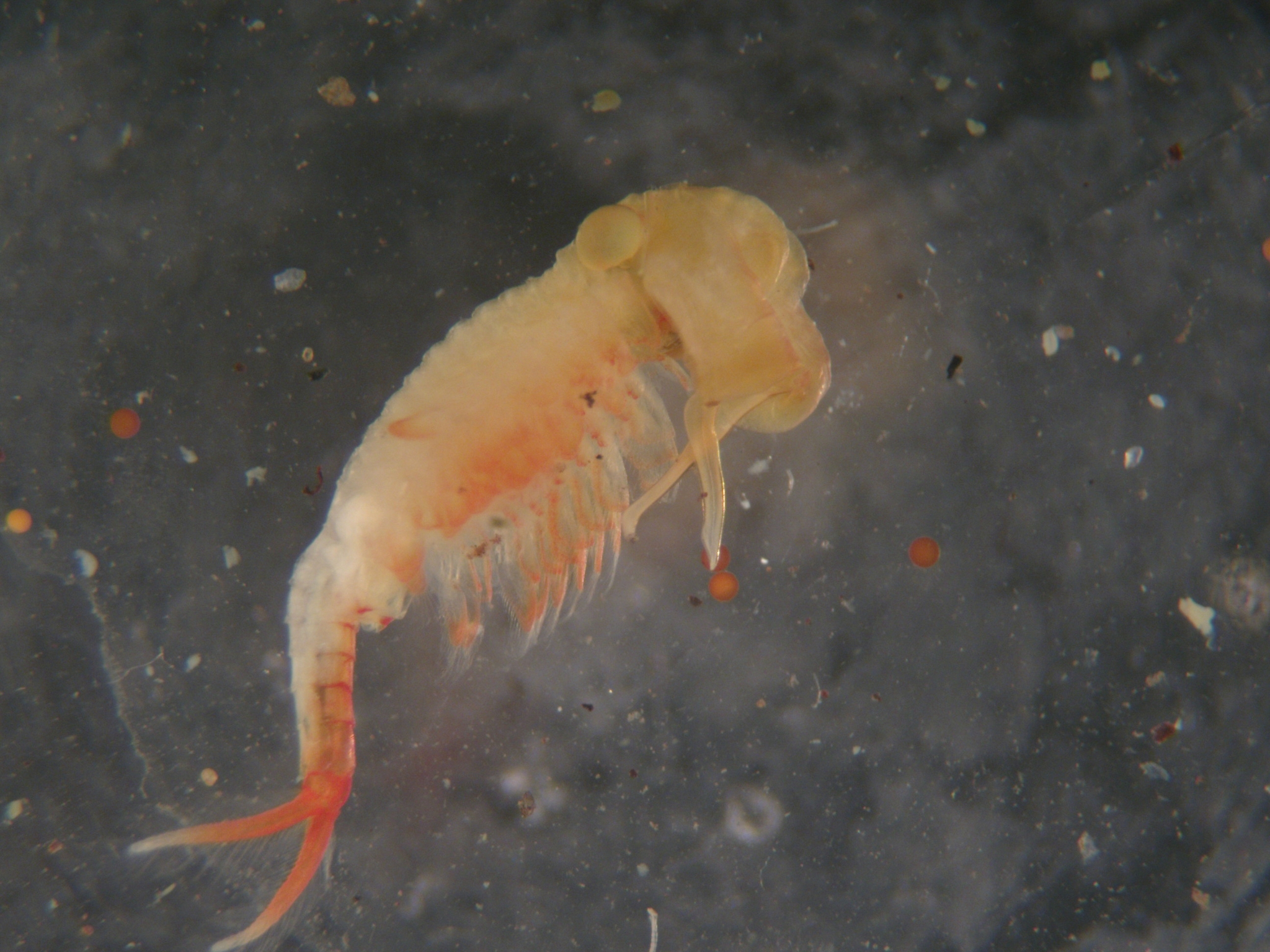 Eubranchipus vernalis (Verrill, 1869)