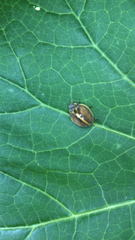 Arthropoda