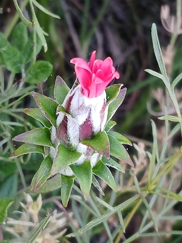 Mutisia coccinea