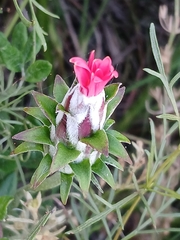 Mutisia coccinea