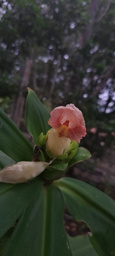 Cana-de-India (Costus guanaiensis)