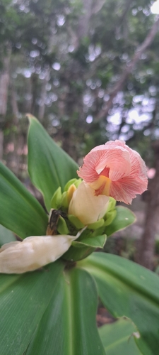 Costus guanaiensis, photograph 2