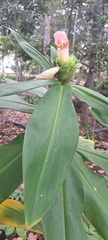 Costus guanaiensis, photograph (c) Marcio Santos Ferreira, some rights reserved (CC BY)