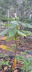 Costus guanaiensis, photograph (c) Marcio Santos Ferreira, some rights reserved (CC BY)