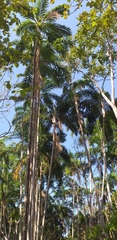 Syagrus