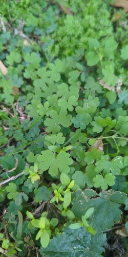 Foto de Erva salsa