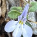 Lobelia cuneifolia