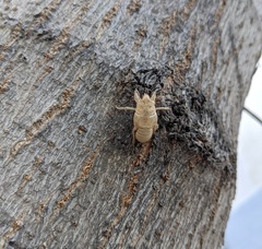 Cicada orni