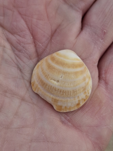 Glycymeris glycymeris