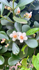 Clusia fluminensis - Photo (c) Anderson Latini, some rights reserved (CC BY-NC), uploaded by Anderson Latini