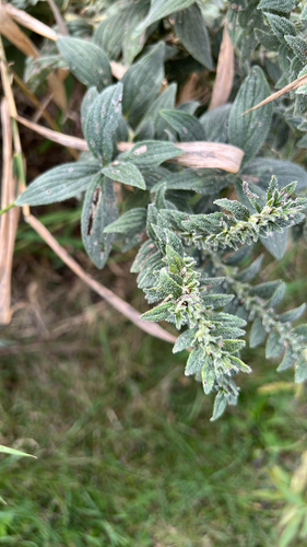 false gromwell (Lithospermum parviflorum)