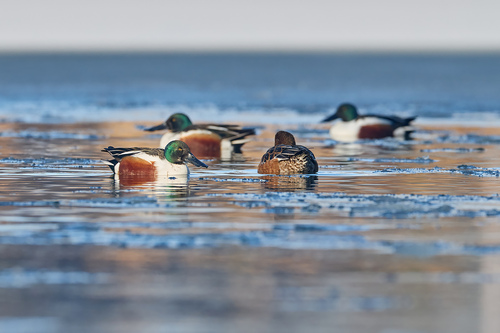 Northern Shoveler, Rotterdam Rechter Maasoever, Rotterdam, Nederland, photo 7 of 10