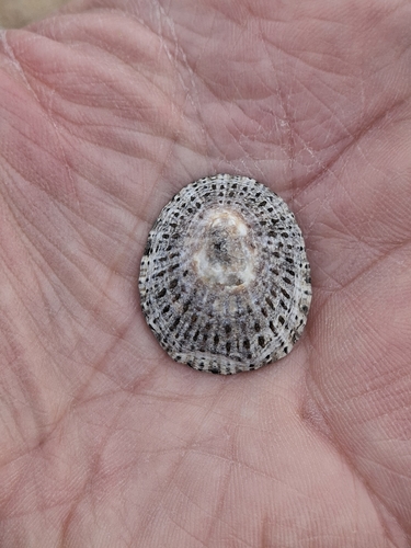 Patella rustica