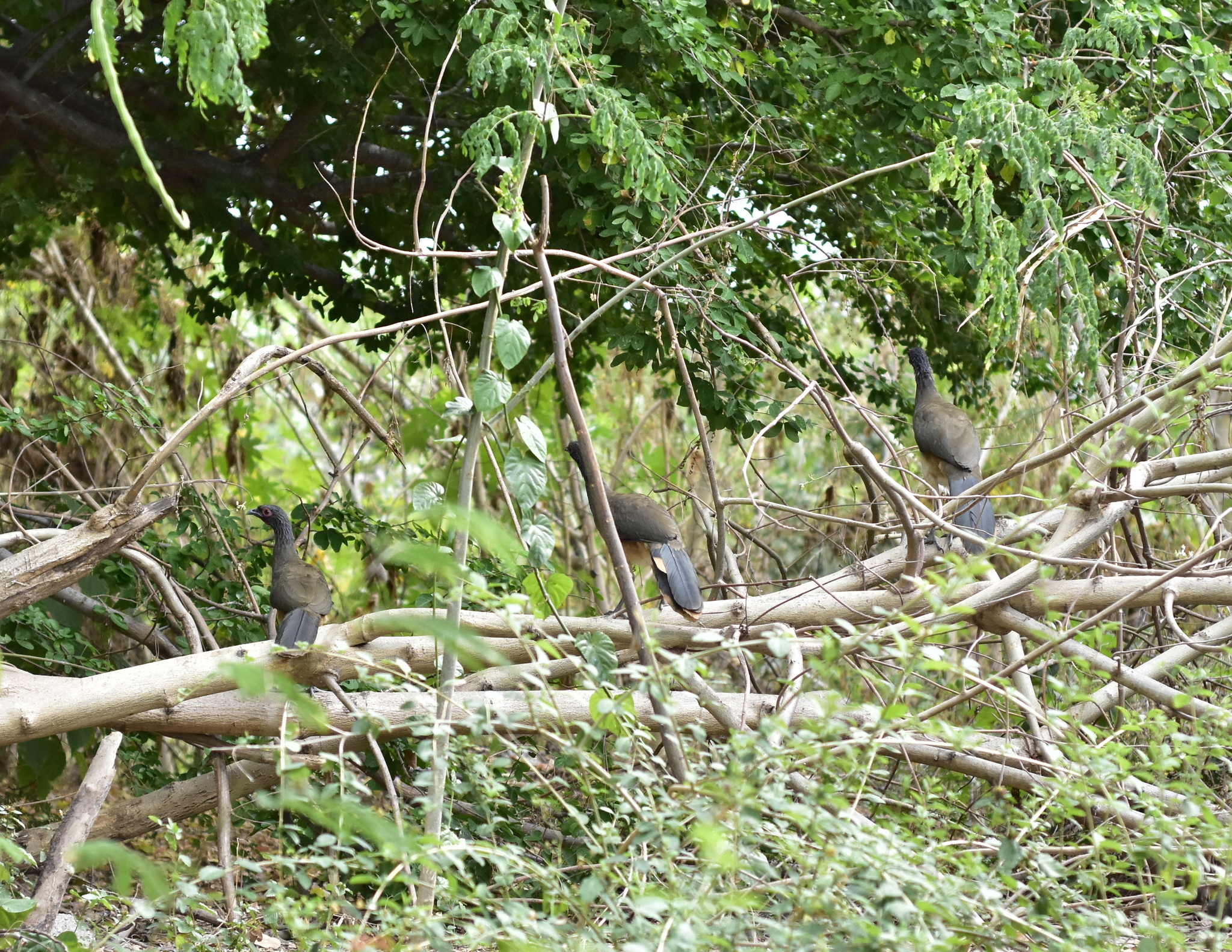 West Mexican Chachalaca (Ortalis poliocephala), photo 3