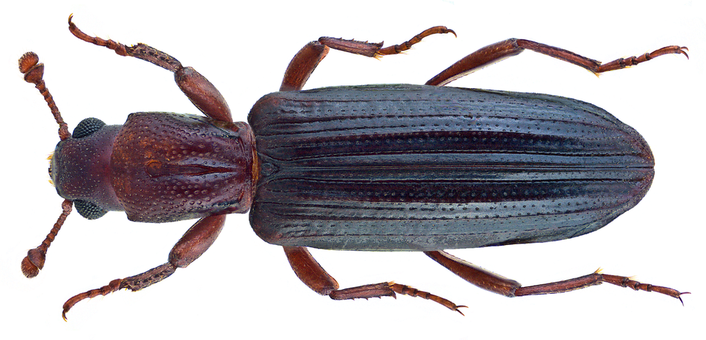 Ogmoderes angusticollis
