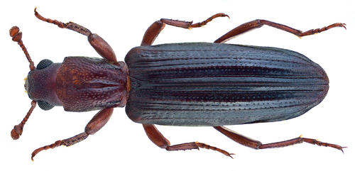 Ogmoderes angusticollis