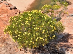 Verticordia chrysantha