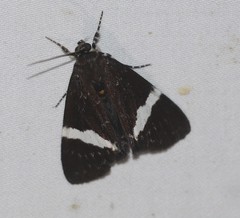 Coenotoca subaspersa