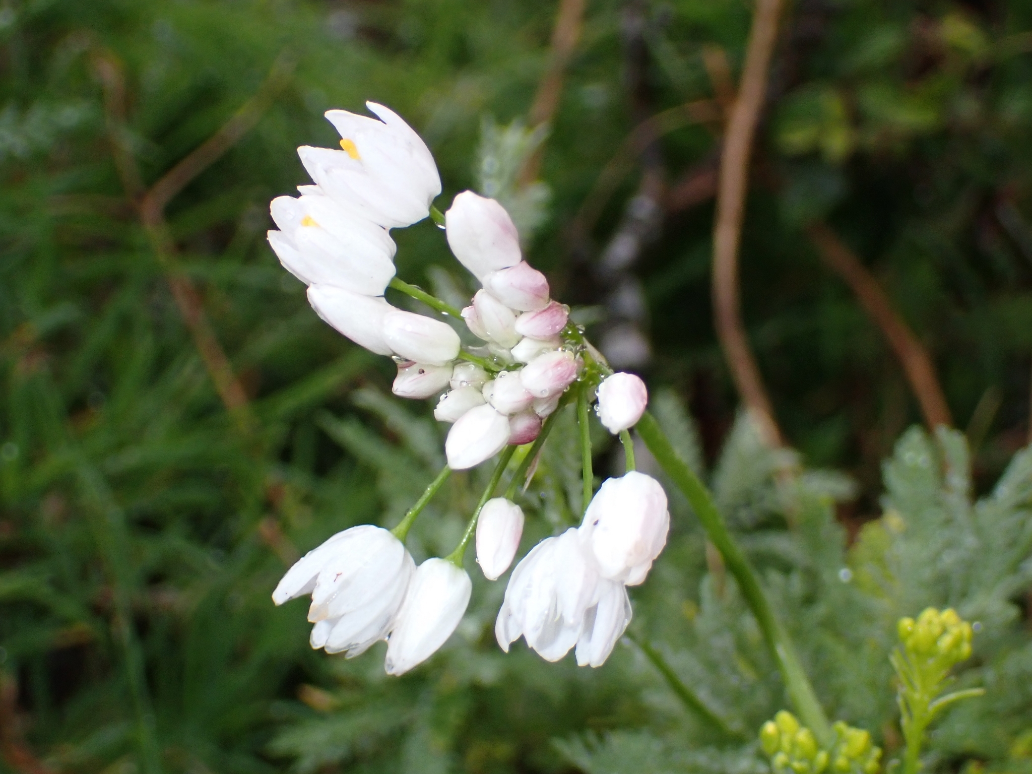 Allium canariense