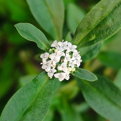 Spermacoce dasycephala