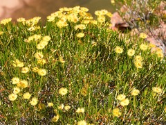 Verticordia chrysantha