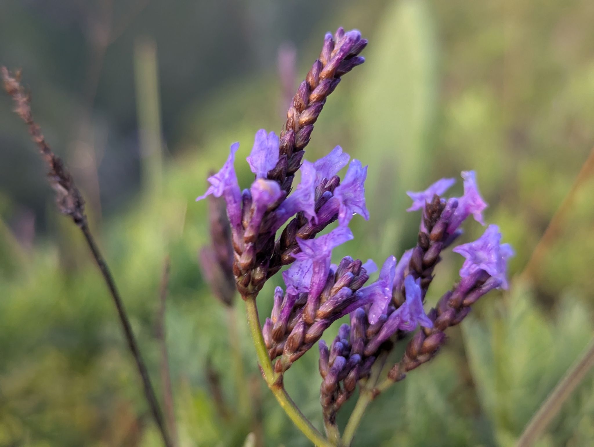 Lavandula canariensis
