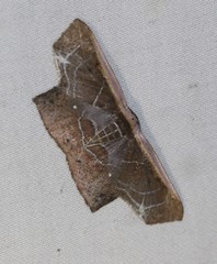 Tessarotis rubrata