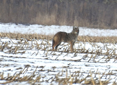Canis latrans thamnos