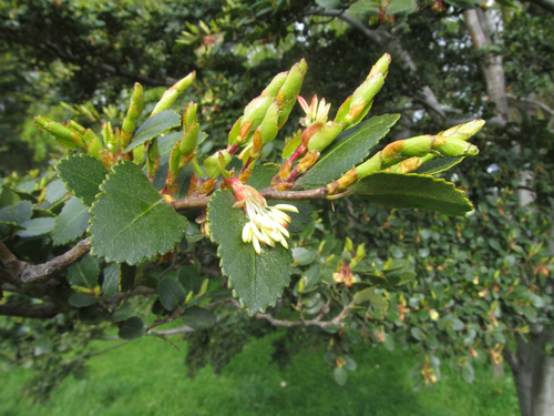 Nothofagus betuloides (Nothofagus betuloides)