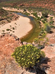 Verticordia chrysantha