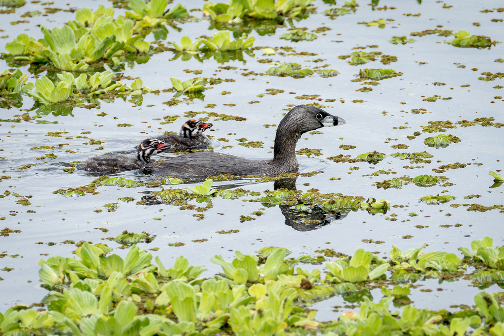 Pied-billed Grebe