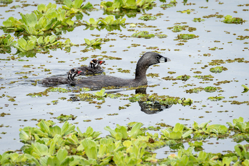Pied-billed Grebe