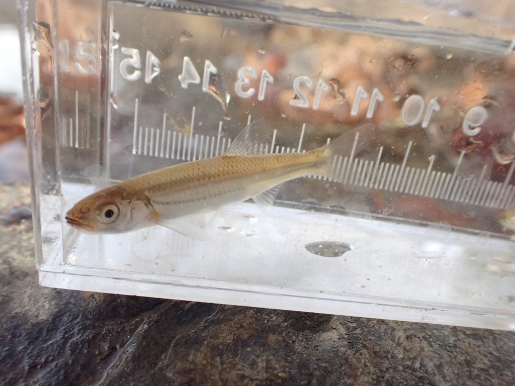 Rosyface shiner (Notropis rubellus) — Cyprinidae