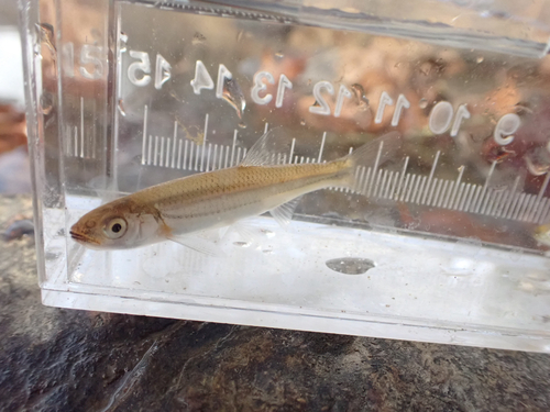 Rosyface shiner (Notropis rubellus) — Cyprinidae