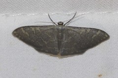 Idaea coercita