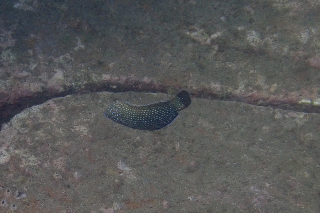 Blue spotted wrasse (Anampses caeruleopunctatus) — Labridae