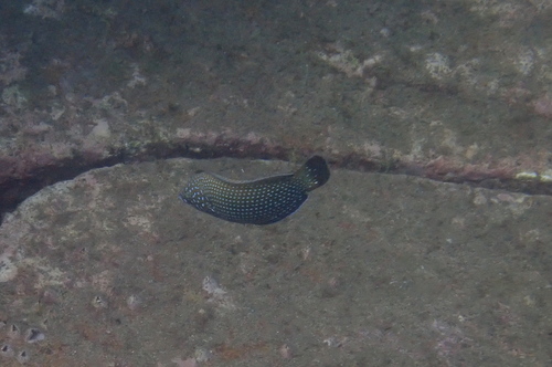 Blue spotted wrasse (Anampses caeruleopunctatus) — Labridae