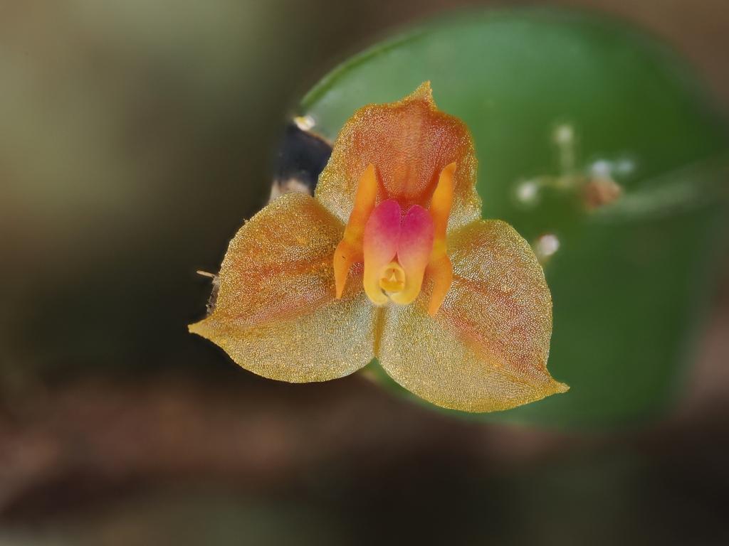 Lepanthes latisepala