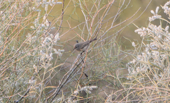 Phylloscopus neglectus