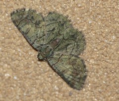 Aeolochroma rhodochlora