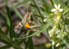 Proserpinus clarkiae