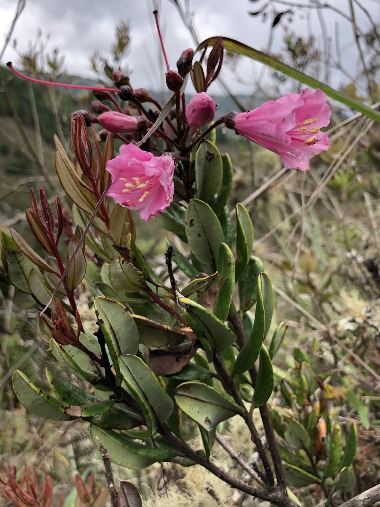 Bejaria infundibula