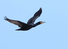 Cape Cormorant photo 2