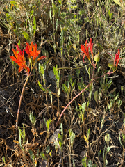 Alstroemeria ligtu, photograph (c) Cody Hinchliff, some rights reserved (CC BY)