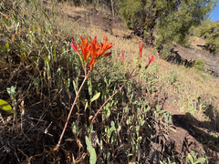 Alstroemeria ligtu, photograph (c) Cody Hinchliff, some rights reserved (CC BY)